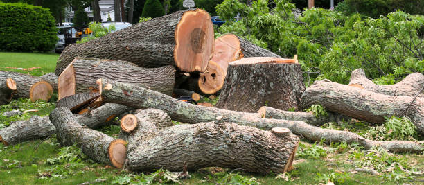 Best Lawn Renovation and Restoration  in Port Gibson, MS