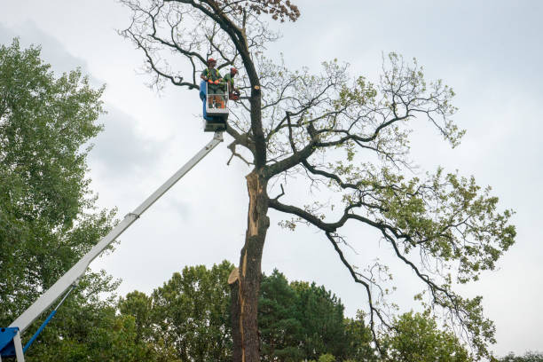 Best Tree Mulching  in Port Gibson, MS